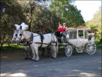 Our Cinderella Carriage With John & Ebony Aboard