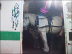 Our Beautiful Horses Are Transported To The Area Of The Event In Our Trucks