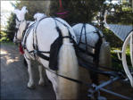 Two Of Our Beautiful Horses With Tails Braided And Plumes Fitted