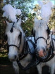 Two Of Our Beautiful Horses With Plumes Fitted